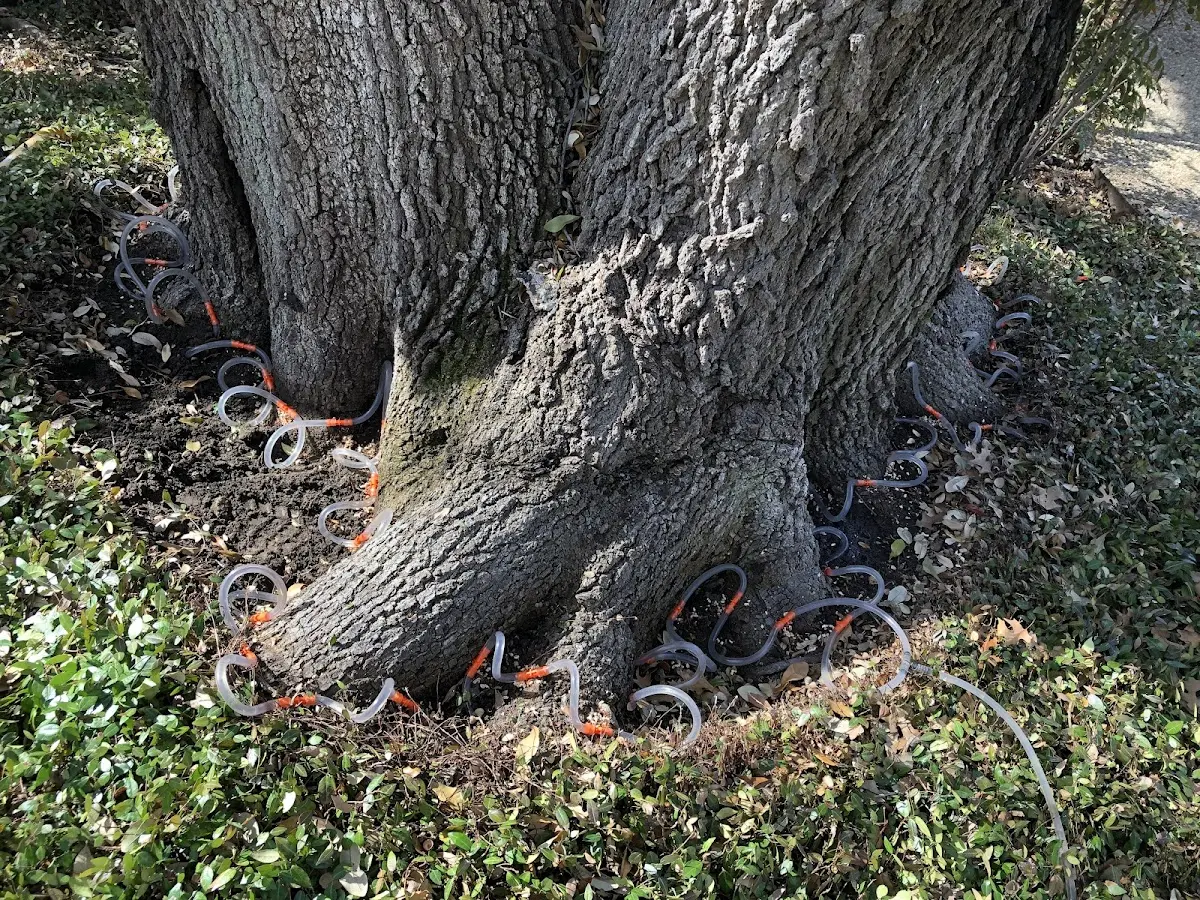 Detailed Tree Cabling and Bracing job site in Grenville