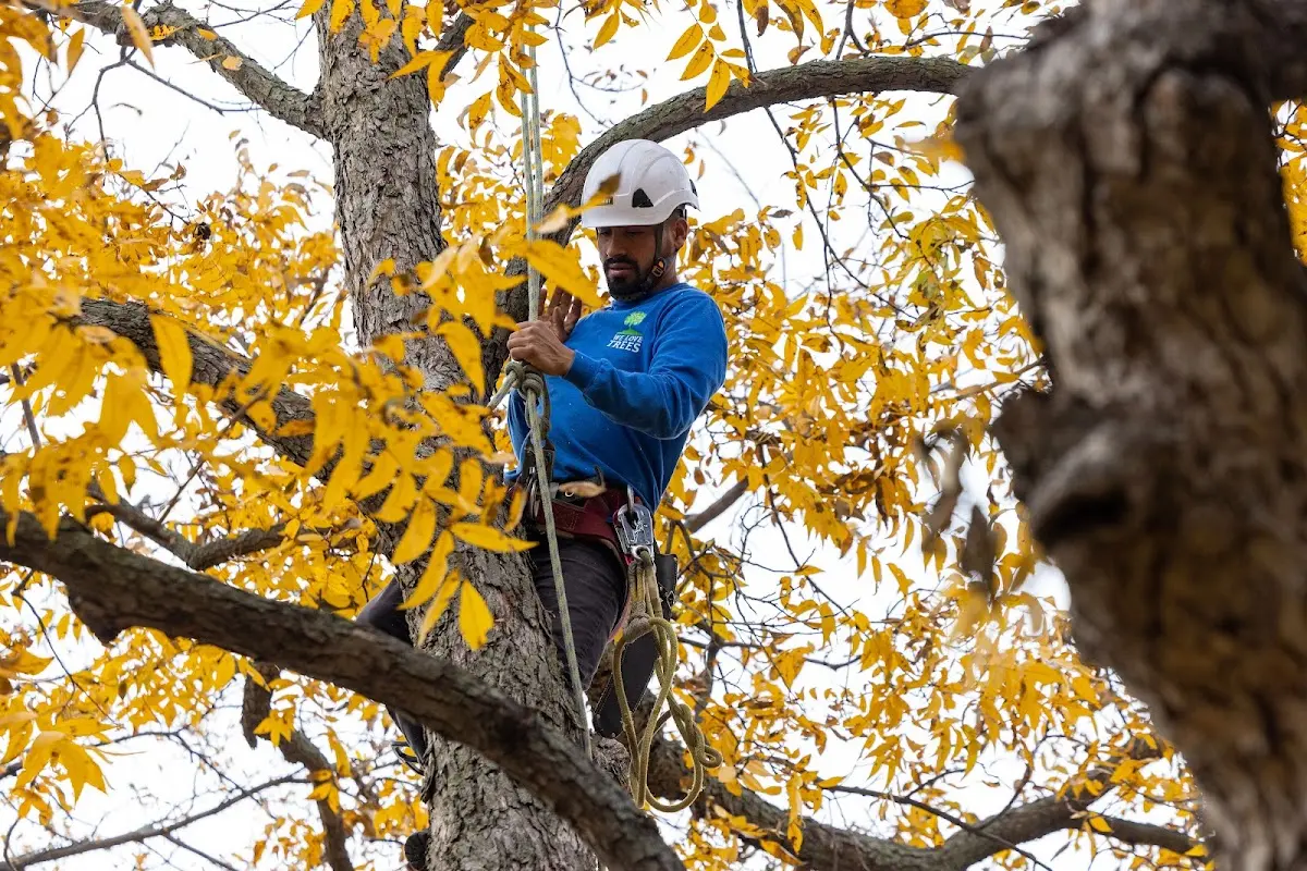 Skilled Tree Transplanting crew working in Grenville